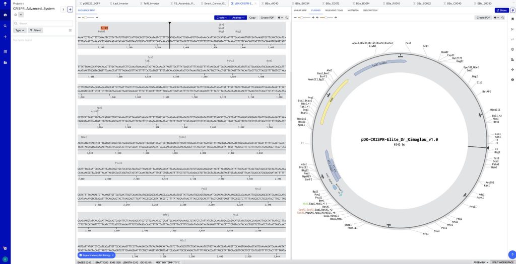 CRISPR Plasmid Map